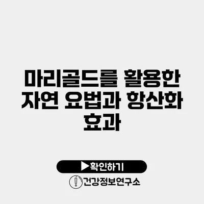 마리골드를 활용한 자연 요법과 항산화 효과