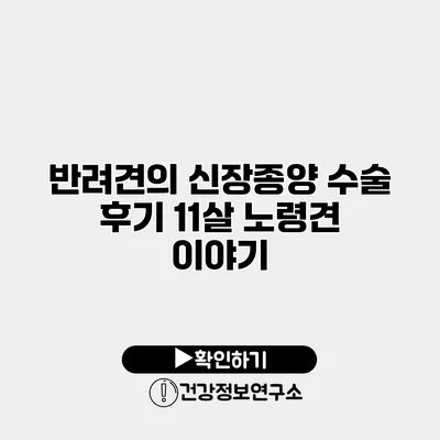 반려견의 신장종양 수술 후기 11살 노령견 이야기