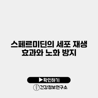 스페르미딘의 세포 재생 효과와 노화 방지